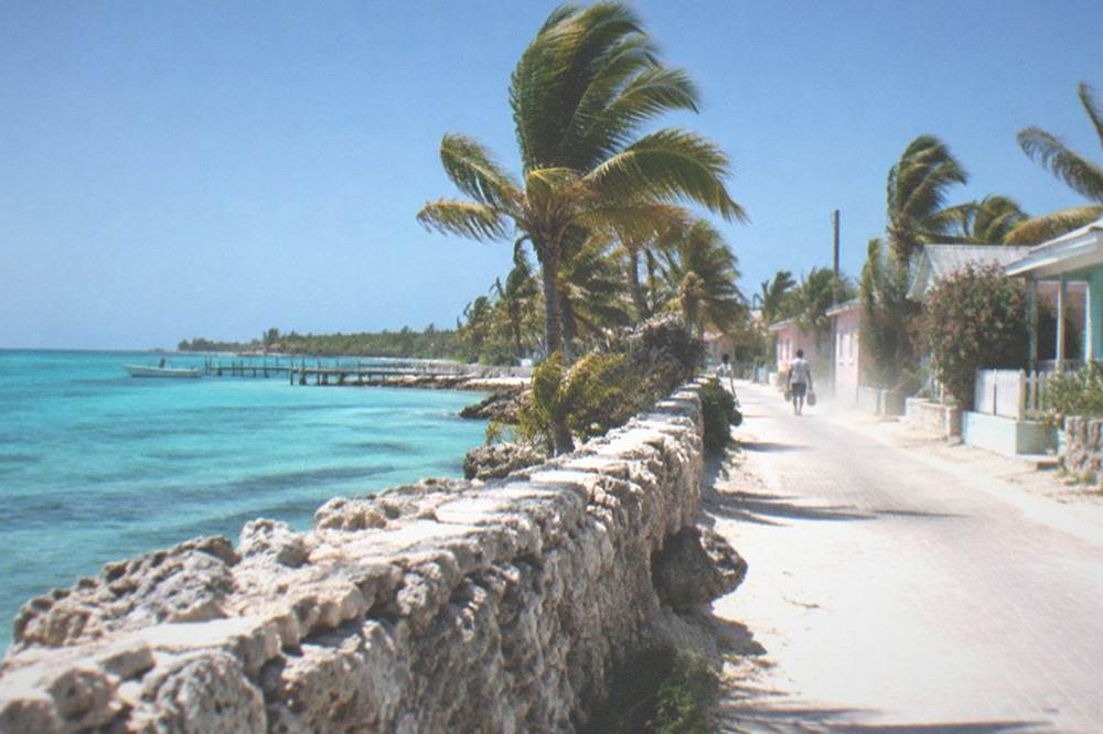 Palm trees along a quiet Bahamian shoreline under a clear winter sky